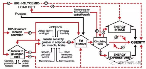 科研新发现 肥胖不是因为吃太多 科学家提出用 碳水化合物 胰岛素模型 管理体重